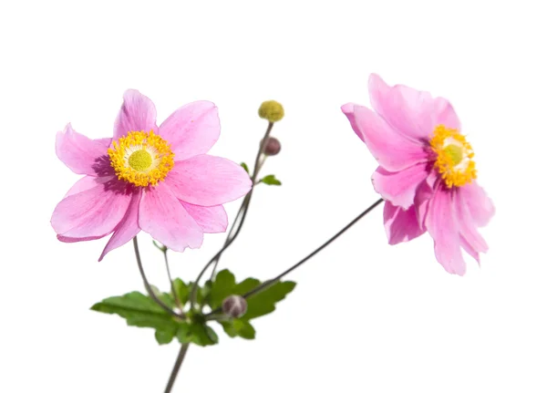 Růžová japonská Sasanka — Stock fotografie