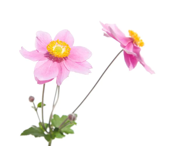Rosa japansk anemon – stockfoto
