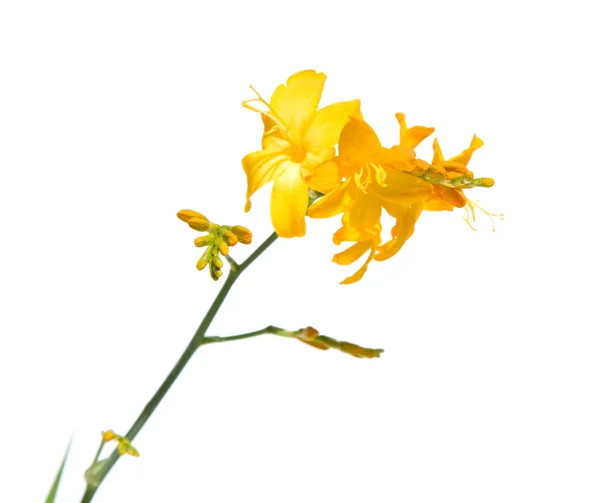 Crocosmia amarela (montbretia), isolada sobre fundo branco — Fotografia de Stock