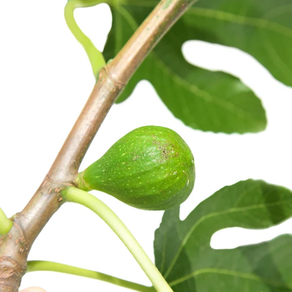 stock image Green fig on a branch