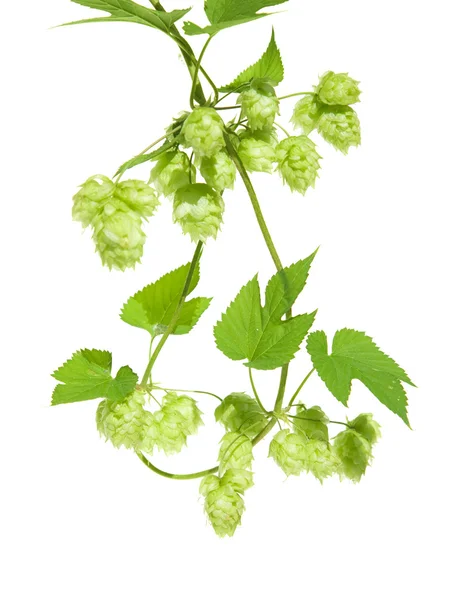 Hop branch twined on itself, isolated — Stock Photo, Image