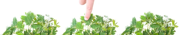 Mimosa Pudica Planta Sensible Imagen Compuesta — Foto de Stock