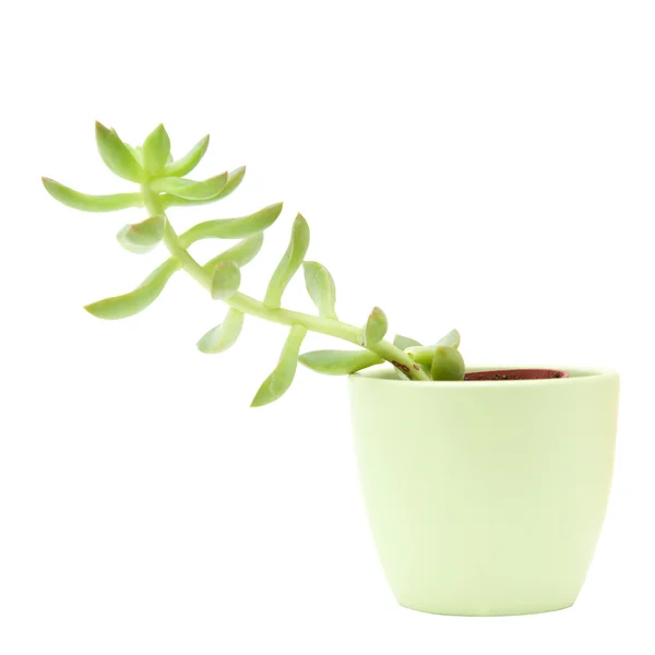 Small Succulent Plant Isolated White — Stock Photo, Image