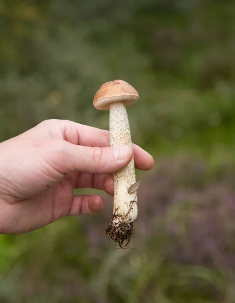 Freshly Picked Young Fruit Body Birch Bolete Male Hand Leccinum — Stock Photo, Image