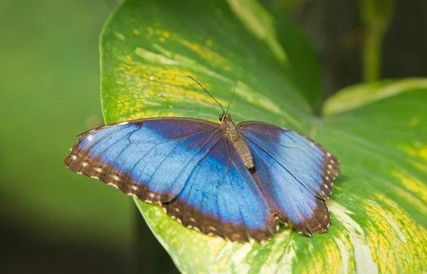 Morfo Peleides Kelebek Nimphalidae Güzel Mavi Metalik Renk Renkli Böcek — Stok fotoğraf