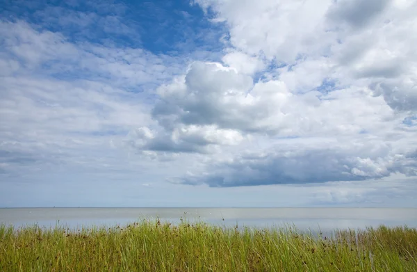 Northern Sea Reeds Cool Sky Blue Clouds Seascape Smooth Calm — Stock Photo, Image
