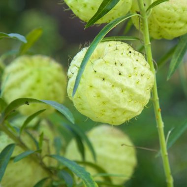 Asclepias fruticosa fruits.jpg; Asclepias fruticosa; Gomphocarpu