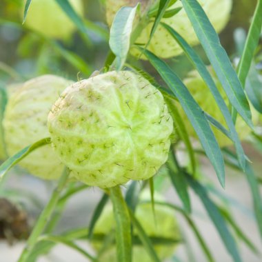 Asclepias fruticosa fruits.jpg; Asclepias fruticosa; Gomphocarpu