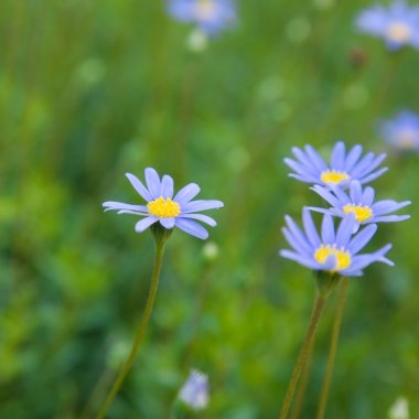 Felicia amelloides (mavi marguerite, yalıçapkını papatya)