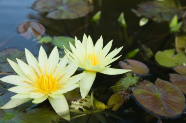 Sarı nymphaea çiçekler