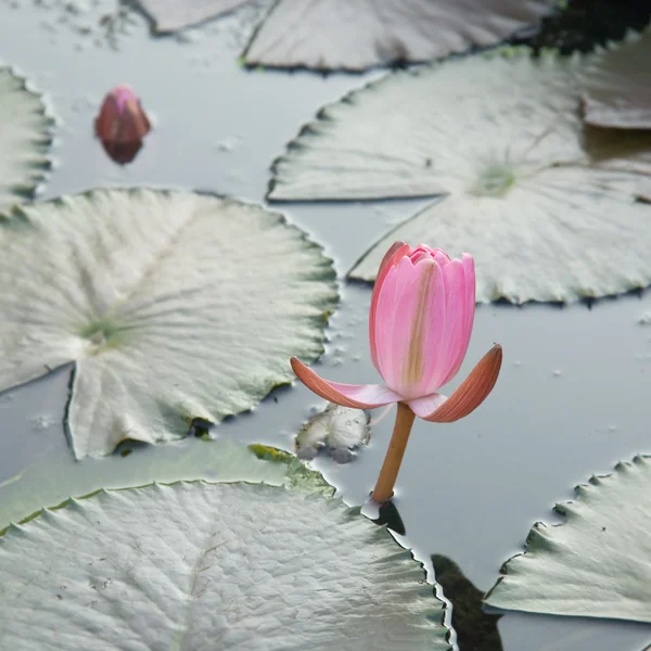 Бутон розовой гвоздики — стоковое фото