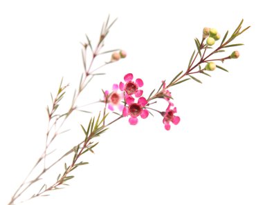 Küçük dalı tek koyu pembe Chamelaucium (waxflower); Endem