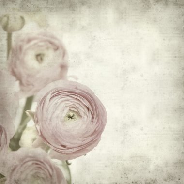 Textured old paper background with pink ranunculus (persian but clipart