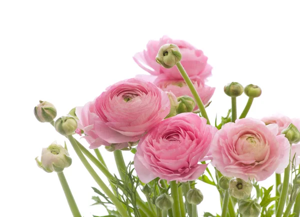 Bunch of pale pink ranunculus (persian buttercup); isolated on w — Stock Photo, Image
