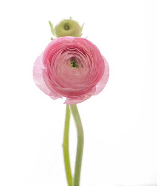 Halvány rózsaszín Boglárka (perzsa buttercup); elszigetelt fehér background — Stock Fotó