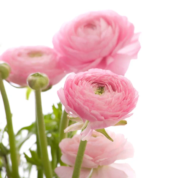 Stelletje bleek roze ranunculus (Boterbloem Perzisch); geïsoleerd op w — Stockfoto