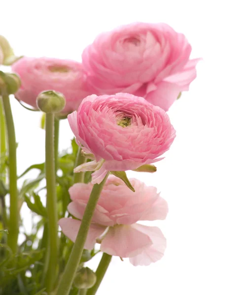 Kilka blado różowy Jaskier (perski Jaskier); w tle — Zdjęcie stockowe