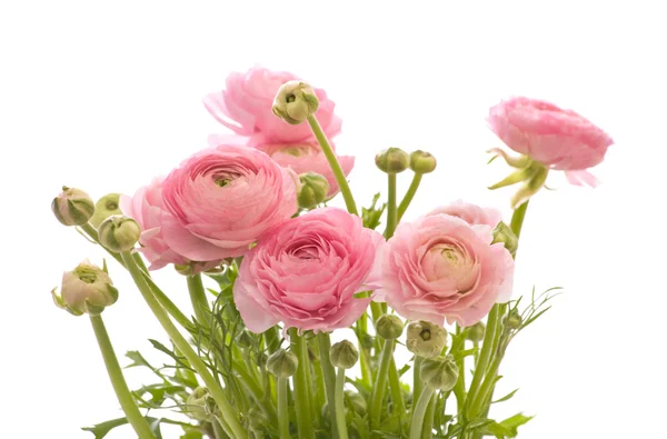 Bunch of pale pink ranunculus (persian buttercup); isolated on w — Stock Photo, Image