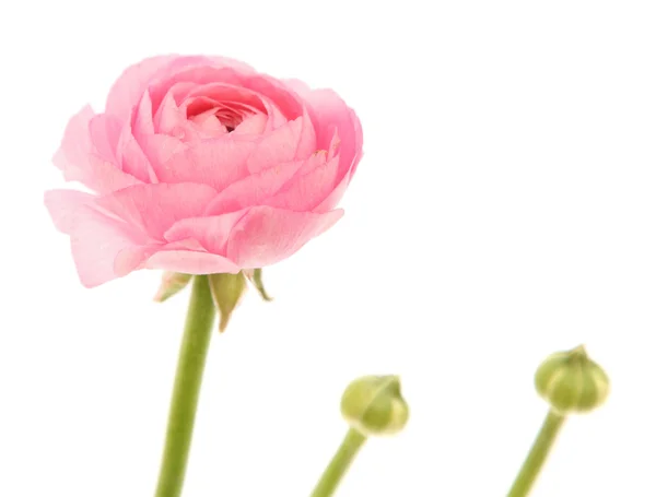 Flor única y dos brotes de ranúnculo rosa pálido (buttercup persa); es — Foto de Stock