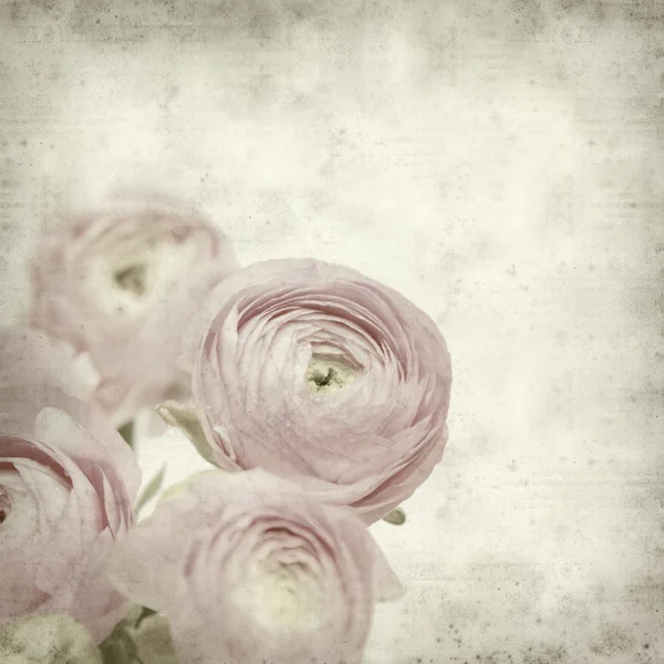 Textured old paper background with pink ranunculus (persian but — Stock Photo, Image