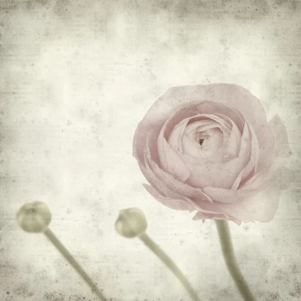 Текстурированный старый бумажный фон с розовым ranunculus (персидский, но — стоковое фото