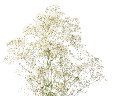 Bunch of Gypsophila (Baby's-breath), isolated on white background; clipart