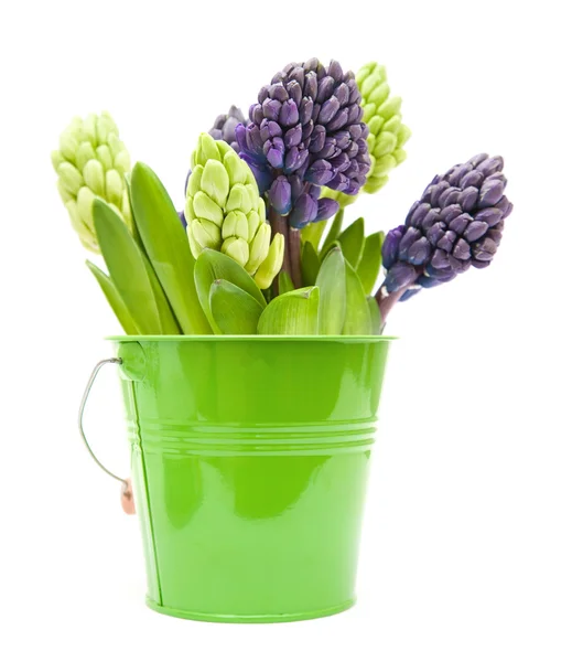 Bunch of blue and white hyacinth bud clusters in green ornamental bucket is — Stock Photo, Image