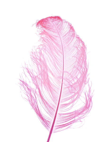 Natural ostrich feather dyed lilac, isolated on white background; — Stock Photo, Image