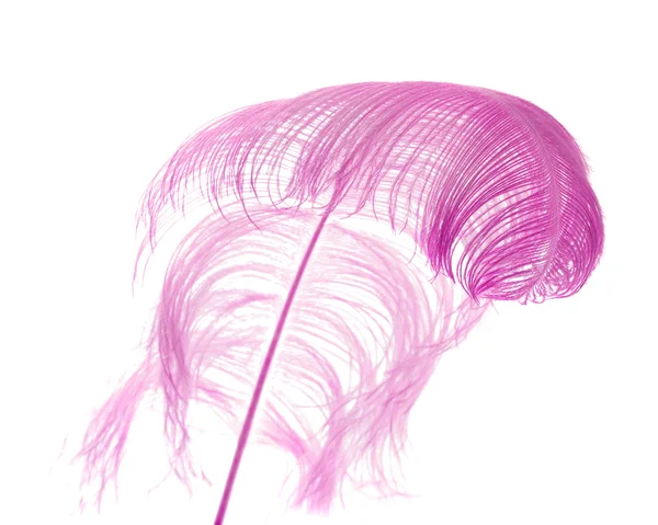 Pluma de avestruz natural teñida de lila, aislada sobre fondo blanco ; — Foto de Stock