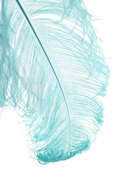 Pena natural de avestruz tingida de azul, isolada sobre fundo branco — Fotografia de Stock