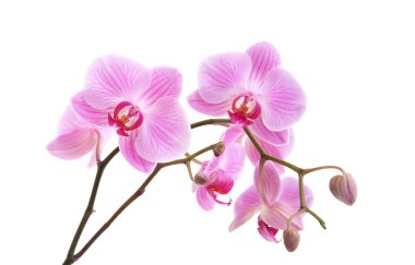 Pink stripy phalaenopsis orchid isolated on white clipart