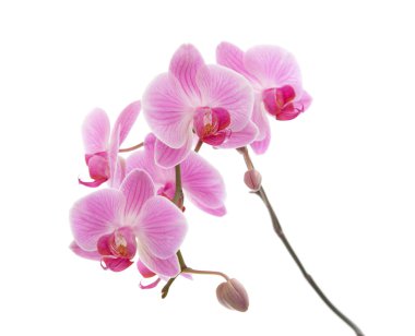 Pembe çizgili falaenopsis orkidesi beyaza izole edilmiş.