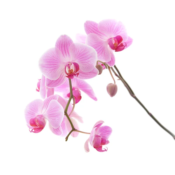 Orhidee cu dungi roz izolate pe alb — Fotografie, imagine de stoc