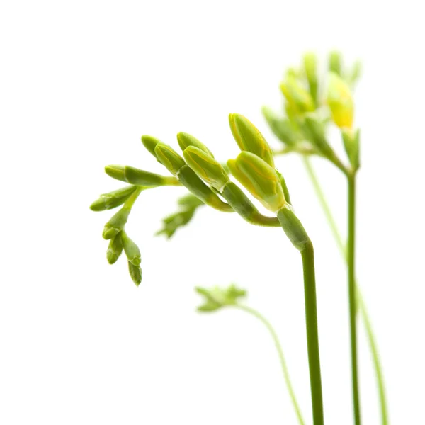 노란 프리 지아 꽃 봉 오리 클러스터 흰색 절연 — 스톡 사진
