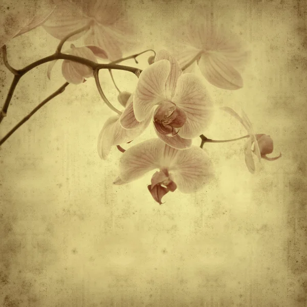 Texturou staré papírové pozadí s růžový pruhovaný phalaenopsis orch — Stock fotografie