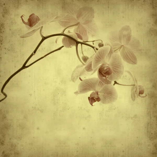 Текстурированный старый бумажный фон с розовой полосатой орхидеей — стоковое фото