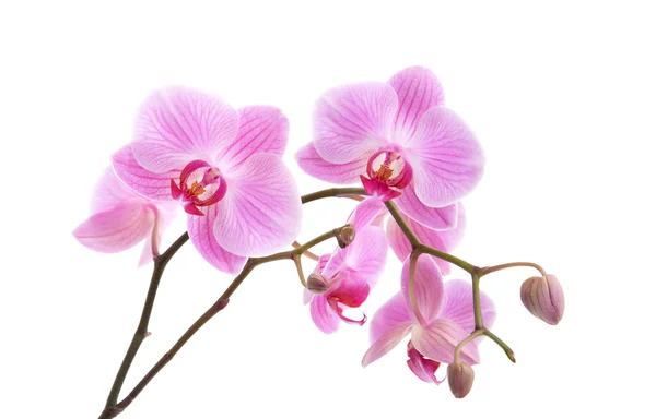 Orquídea de falaenopsis listrada rosa isolada em branco — Fotografia de Stock