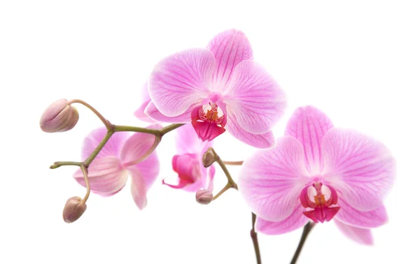 Rózsaszín csíkos phalaenopsis orchidea izolált fehér — Stock Fotó