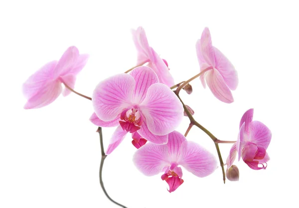 Orchidée rose phalaenopsis rayé isolé sur blanc — Photo