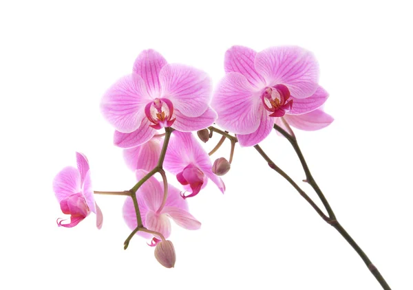 Розовая полосатая фаленопсисовая орхидея, изолированная на белом — стоковое фото