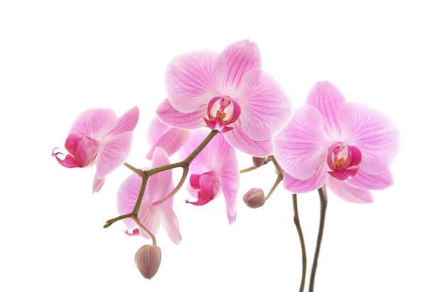 Orquídea phalaenopsis estriada rosa aislada en blanco —  Fotos de Stock