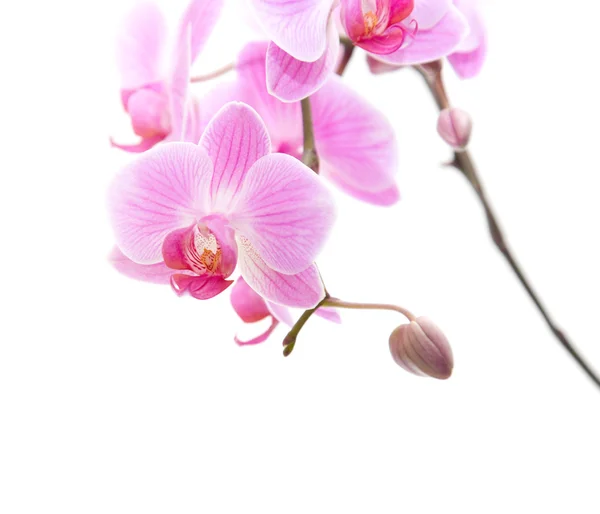 Orchidea phalaenopsis a strisce rosa isolata su bianco Immagini Stock Royalty Free
