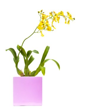 Bright yellow Oncidium orchid; whole flowering plant in lilac square flower clipart