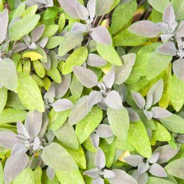 Salvia officinalis (adaçayı) arka plan