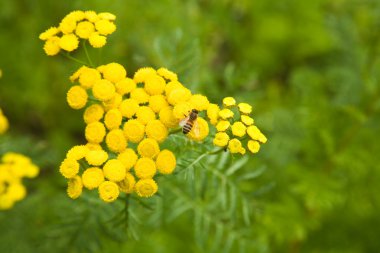 Tansy (Tanacetum vulgare, Common Tansy, Bitter Buttons, Cow Bitter, Mugwort clipart