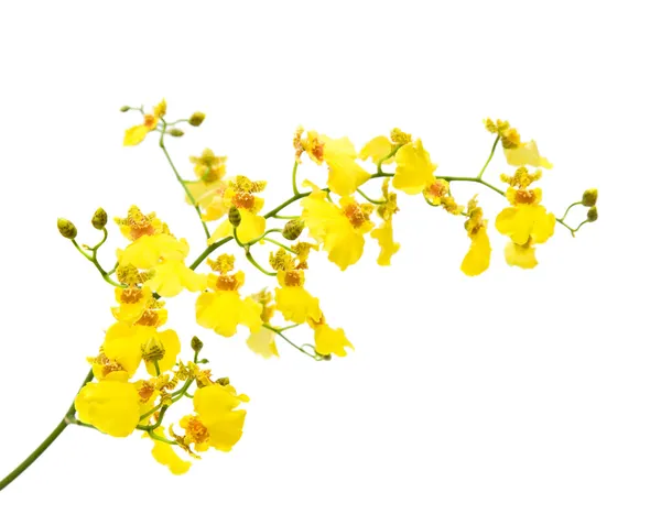 Bright yellow Oncidium orchid; whole flowering spike; isolated on white bac — Stock Photo, Image