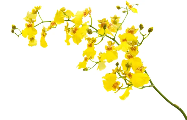 Orchidée Oncidium jaune vif ; épi à fleurs entières ; isolé sur bac blanc — Photo