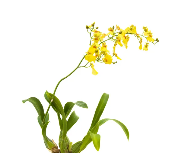 Bright yellow Oncidium orchid; whole flowering plant, isolated on white bac — Stock Photo, Image