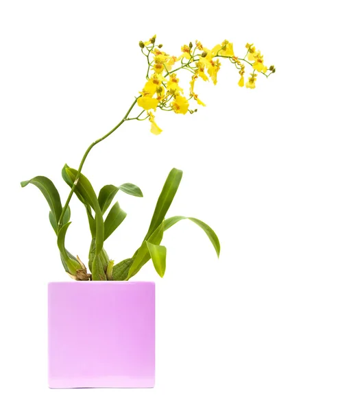 Bright yellow Oncidium orchid; whole flowering plant in lilac square flower — Stock Photo, Image