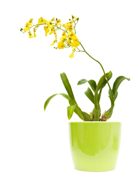 Helder gele bochtige orchid; hele bloeiende plant in licht groene keramiek — Stockfoto